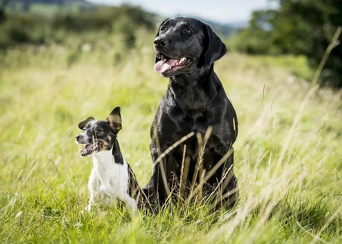 The Blue Lion 3* Leyburn