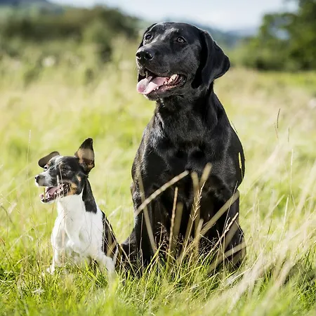 The Blue Lion 3* 莱伯恩